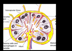 










T lymphocytes are
concentrated in the Paracortex of lymph nodes,
which is outside,

 but adjacent to the Follicles. The paracortex
contains Dendritic Cells that present antigens to T lymphocytes.            In t...