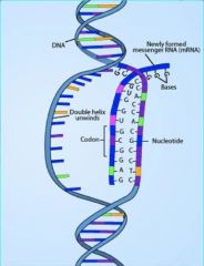 mRNA (messenger Ribonucleic Acid)