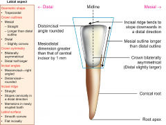 Mandibular lateral incisor—labial aspect
