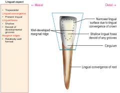 Mandibular lateral incisor—lingual aspect