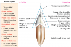 Mandibular lateral incisor—mesial aspect