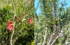 Flower red Aug-Dec.
Dark green furry shrub to 3m.
Fruit woody capsule.