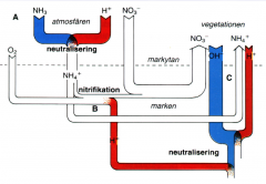 A) Halterna av ammonium- och nitratjoner är lika i nederbörden --> neutralisering (ingen förändring)


 


B) I närvaro av syre nitrifieras en del av ammoniumjonerna i marken till nitratjoner. För en ammoniumjon frisläpps 2 vätejoner (Fö...