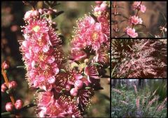 Flower pale-deep pink Jun-Nov.
Erect shrub to 1m.