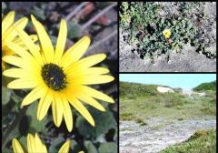 Flower yellow w/black centre Aug-Nov.
Annual herb to 30cm