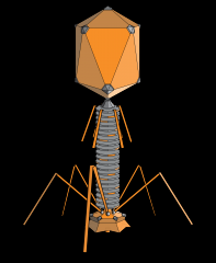 Bacteriophages have a icosahedral head and a helical tail, with tail fibres

they infect bacteria only

they carry enzymes used to break through PG cell wall