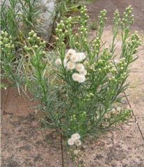Flower white, yellow Jan-Dec.
Annual herb to 2.5m.