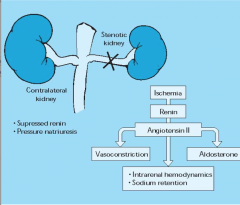 does sulfasalazine affect kidney function