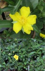 Climbs/sprawls 2-5m.
Flowers yellow, throughout year.