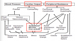 Cardiac output 
Peripheral resistance
SNS