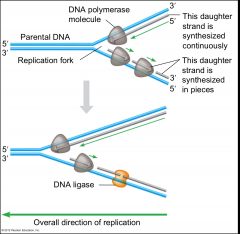 Forms when DNA strands have been sufficiently unwound to allow replication to take place


 


*Located AHEAD of parental DNA, and BEHIND replicated DNA