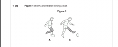 In Figure 1, what joint action takes place at the knee of the kicking leg in the movement from position A to position B?(1 mark )
