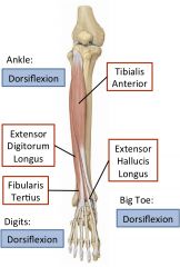 Anterior leg compartment

innervated by deep fibular nerve.