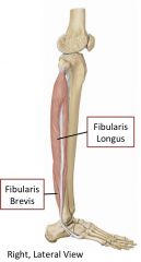 Lateral leg compartment

Ankle: plantarflexion
Subtalar joints: eversion

Superficial fibular nerve