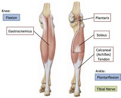 Posterior leg muscles: superficial