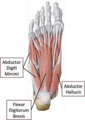 Layer 1 of intrinsic muscles of foot