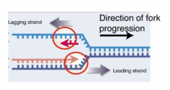 DNA polymerases extend DNA template ONLY in 5' --> 3' direction 


 


This is OK for one DNA strand but not the other, given that the replication fork moves in 1 direction. That is why you end up with Semi Discontinuous Synthesis