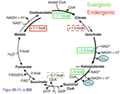 Exergone: Citrat-syntase-reaktion, Isocitratdehydrogenase-reaktion, α-ketoglutarat  dehydrogenase-reaktion og succinyl-CoA-syntetase-reaktion.
Endergon: Aconitasereaktion og malatdehydrogenase-reaktion.