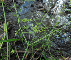 Water Hemlock


Apiaceae


 


Marshes and shores, borders of lakes and streams, bogs and tamarack swamps, swales and ditches, moist thickets and river margins.


This species is supposedly less poisonous than C. maculata, but neverthele...
