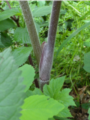 cow parsnip


apiaceae


 


Floodplains and river banks, wet meadows and thickets; open hardwoods and clearings (spruce-fir at Isle Royale), borders of forests.


Individuals are often as tall as 2 m, with broad (at most ± 20 cm) flat-t...