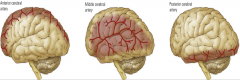 At
the base of the brain in the subarachnoid space, the anterior
communicating artery
(only one) and the R & L posterior communicating arteries connect the internal carotid and
vertebral artery systems to form the Circle of Willis.       O...