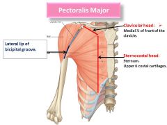 Pectoralis Major sternocostal:
Nerve: Medial pectoral
Roots: C8-T1
Trunk: Lower trunk
Cord: Medial Cord
Action: Shoulder flexion, adduction, internal rotation
Test:  The muscle has multiple actions. Have the patient flex the shoulder (i.e. throw ...