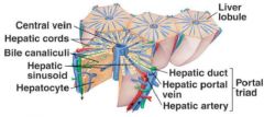 Central vein leads into the hepatic vein 