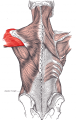 Shoulder Muscle
Deltoid