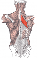 Shoulder Muscle
Rhomboideus major