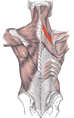 Shoulder Muscle
Rhomboideus minor