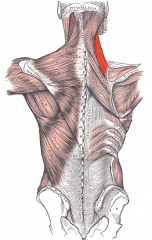 Shoulder Muscle
Levator scapulae