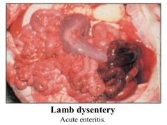 dark red and distended intestines.
ulceration of intestinal mucosa.
blood stained peritoneal fluid.
liver may be pale and friable.
kidneys may be enlarged.
