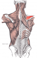 Shoulder Muscle
Supraspinatus