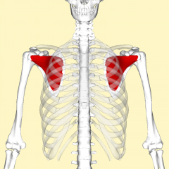 Shoulder Muscle
Subscapularis