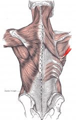 Shoulder Muscle
Teres major