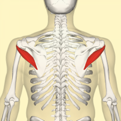 Shoulder Muscle
Teres minor
posterior