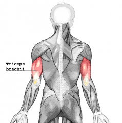 Arm Muscle
Triceps brachii