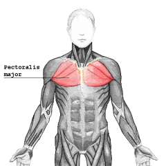 Shoulder Muscle
Pectoralis major