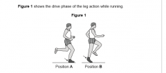 State one mechanical advantage and one mechanical disadvantage of the lever system that is being used at the right ankle as the runner in Figure 1 moves from Position A to Position B.  (2 marks)Jan 2013