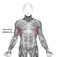 Shoulder Muscle 
Serratus anterior
