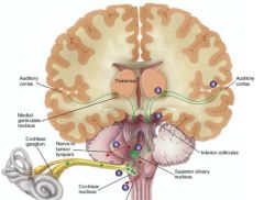 1. cochlear nucleus
2. ipsilaterally to the superior olivary and contralerally to the inferior colliculus. 
3. thalamus (MGN)
4. auditory nucleus.
5. some sound sent out by nerve to sensory tympani. 