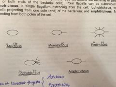 1.Atrichous
2.Peritrichous
3.Polar flagella:
(1)Monotrichous (2)Lophotrichous (3)Amphitrichous
Flagella allows bacteria move from one region to another, thus creating more pathogenic in the host.