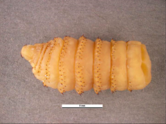 "stomach bots"
adults: ovipositor curve around under the body 
larva: yellowish with distinct rows of spurs