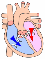 As the ventricles relax :


- the pressure in the ventricles drops


- blood flows back against the cusps of 
semilunar valves and forces them closed.


- Blood flows into the relaxed atria