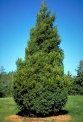 
Juniperus virginiana
-Christmas tree-like silhouette