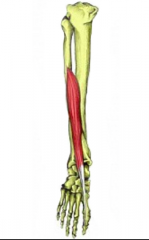Extensor hallucis longus (EHL)
 
Origin
Medial surface of the fibula (middle half) and adjacent interosseous membrane (overlapped by tibialis anterior)                      
 
Pathway
Moving distally, the tendon forms in the lower halfof the leg (...