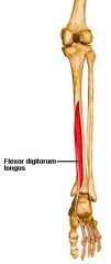 Flexor digitorum longus (FDL)
Origin 
 
Medial/posterior aspect of the tibia (below the sole line)                                     
 
Pathway
 
Runs posterior to the medial malleolus,divides into four tendons on plantar surfaceof the foot     ...