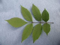 Fraxinus spp
-Compound leaf, not as many leaflets compared to Black Walnut
-Smaller trees, very circular silhouette