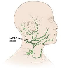 Which Lymph Nodes Are Located in the Neck?