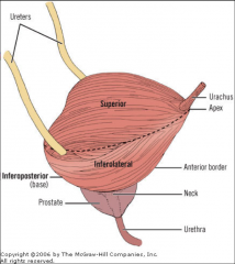 to pelvic wall by parietal pelvic fascia


apex connected to umbilicus by urachus (middle umbilical ligament)


neck connected to pubic bones by pubovesical ligament
